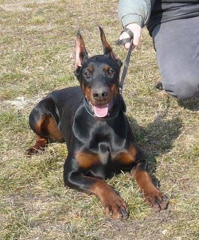 Doberman