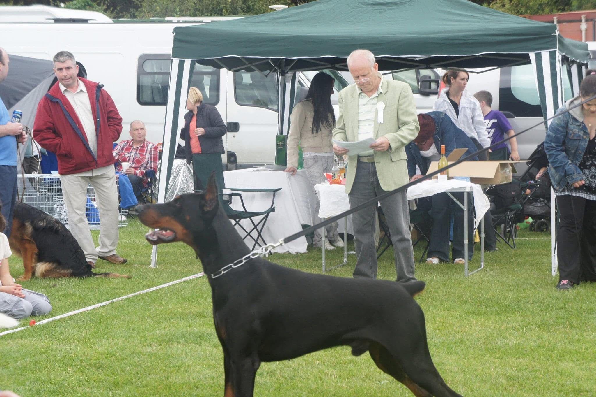Doberman