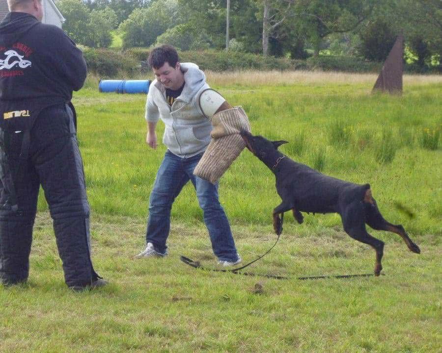Doberman