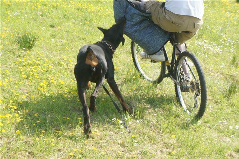 Doberman