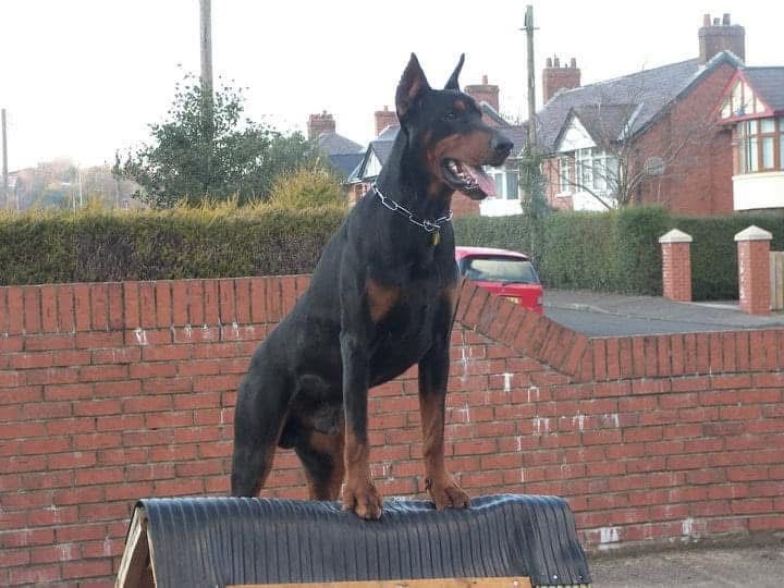 Doberman