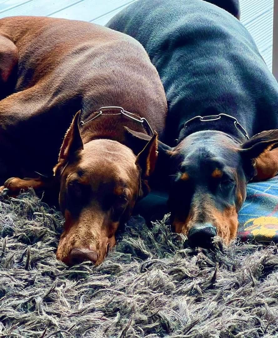 Doberman