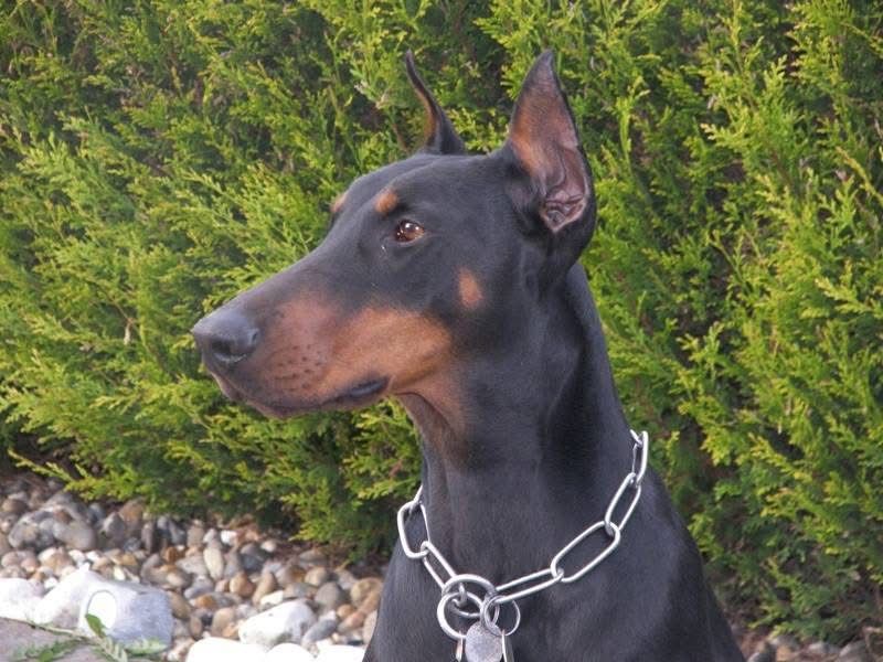 Doberman
