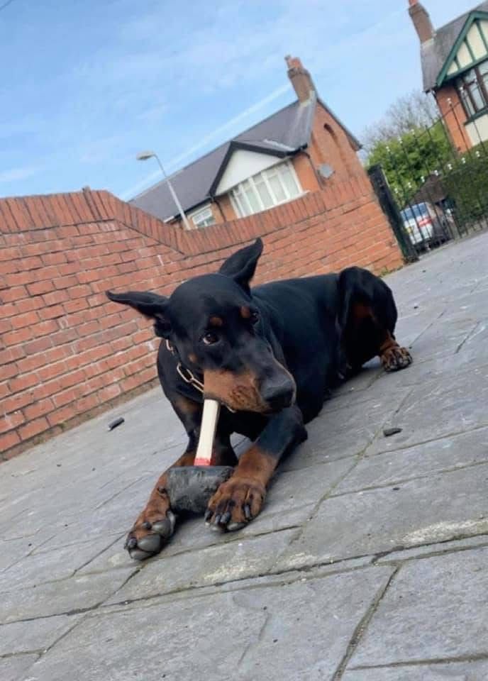 Doberman