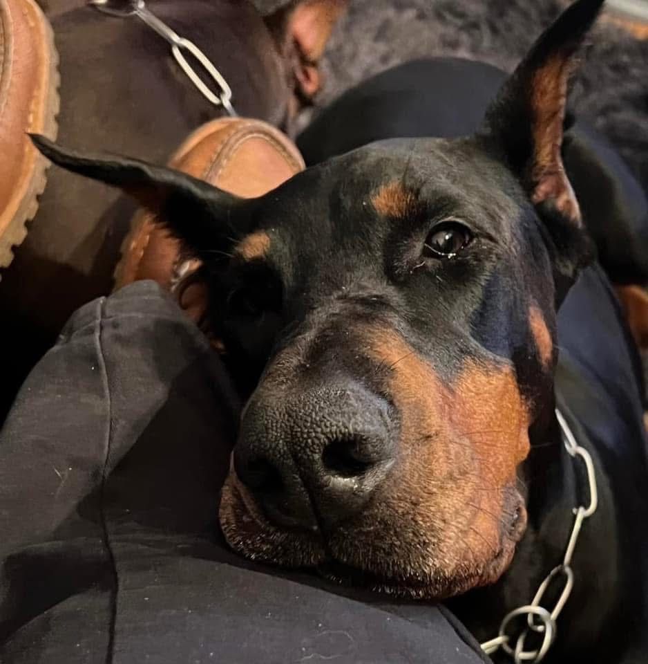 Doberman