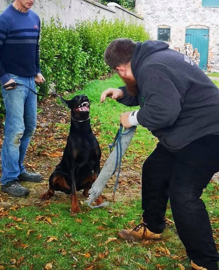 Doberman