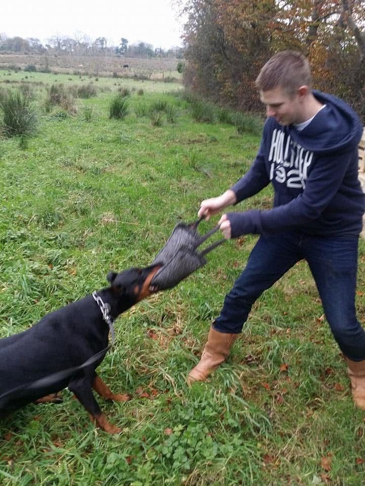 Doberman