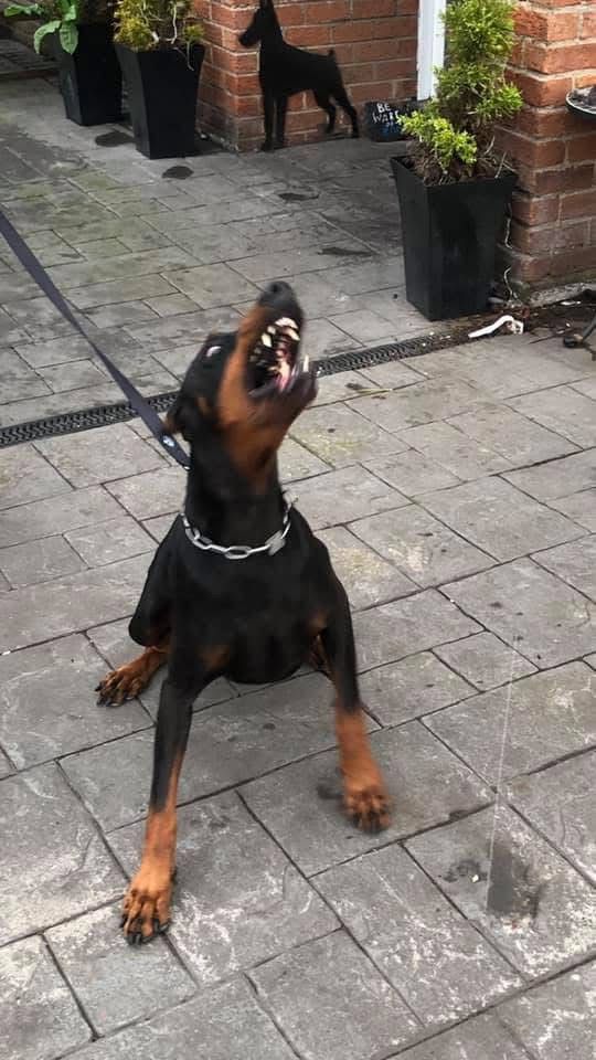 Doberman