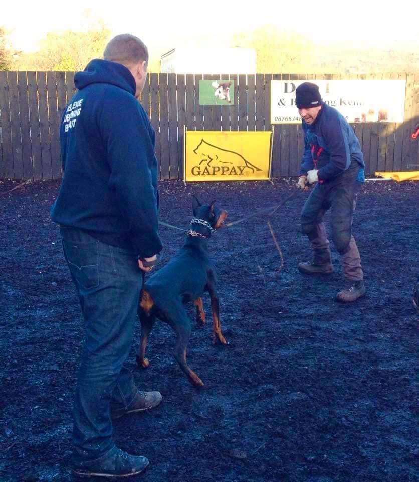 Doberman