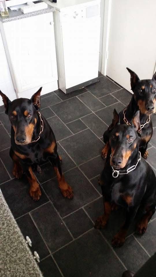 Doberman