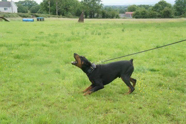 Doberman