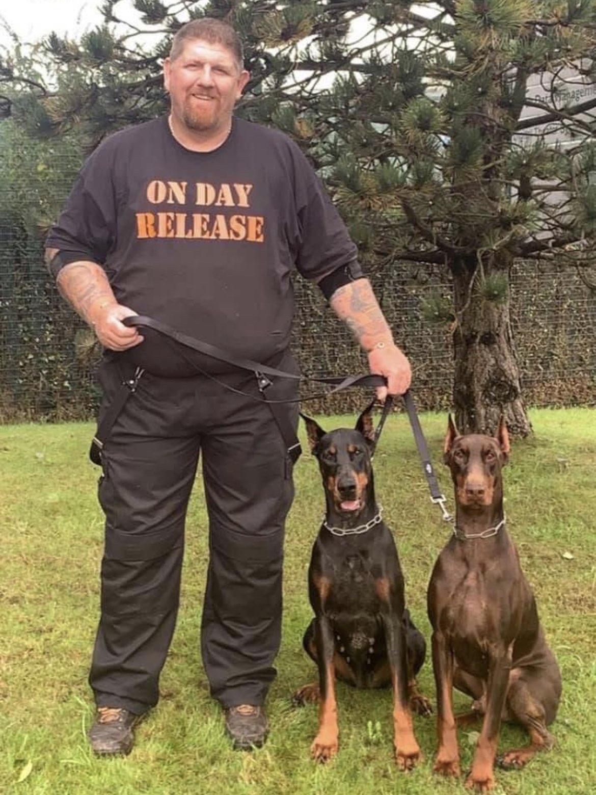 Doberman alert