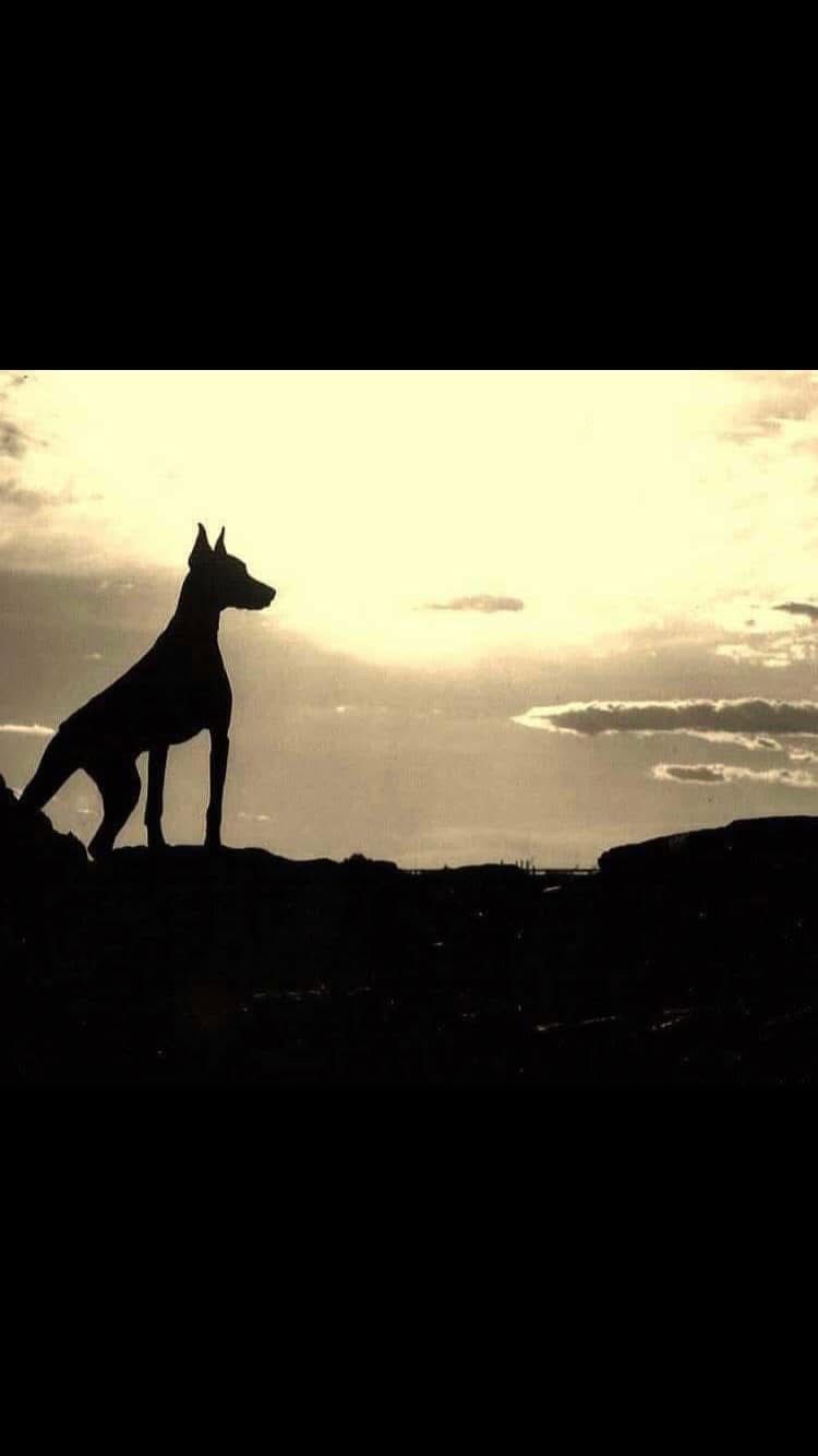 Doberman photo 10
