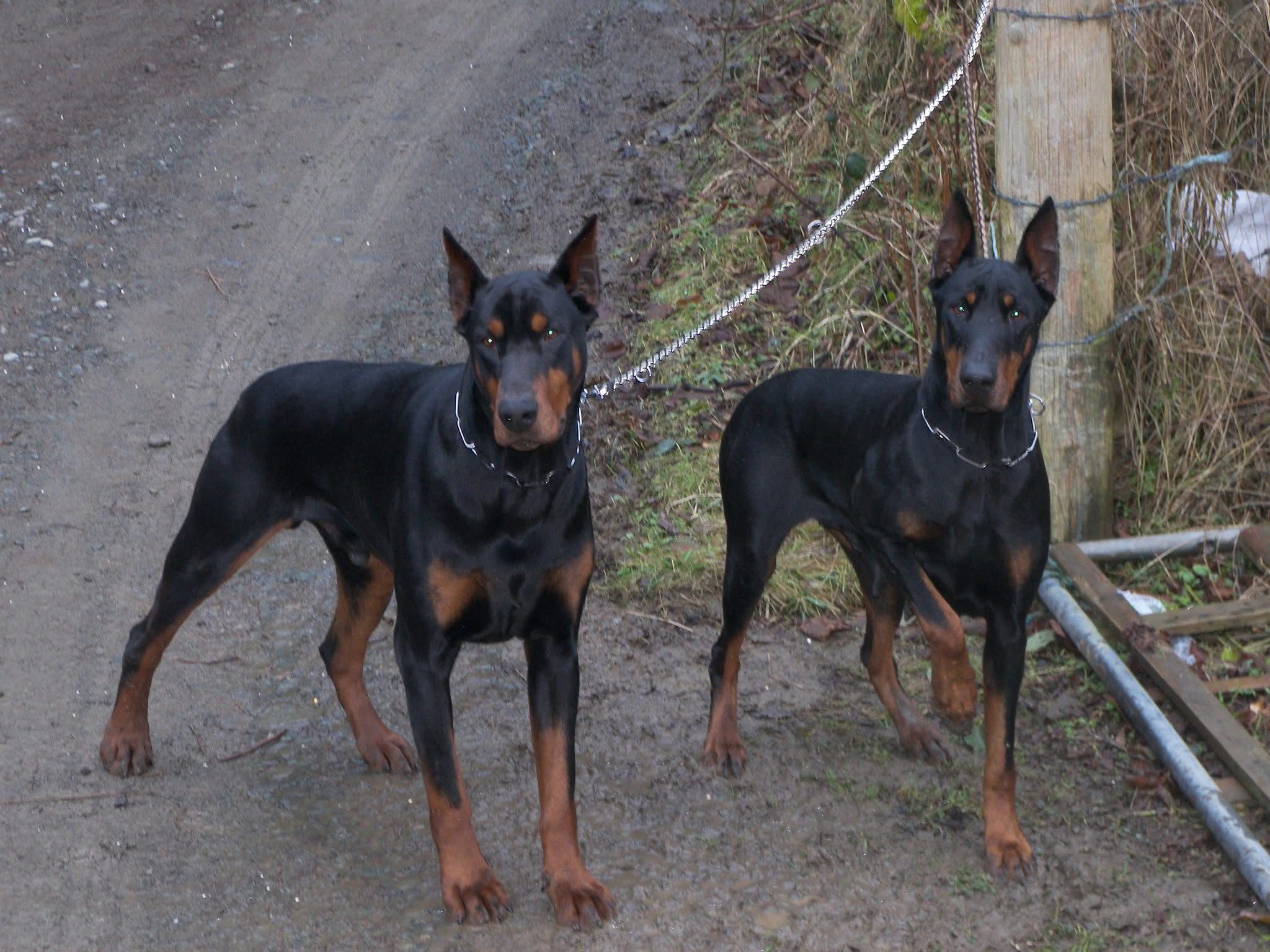 Doberman photo 11