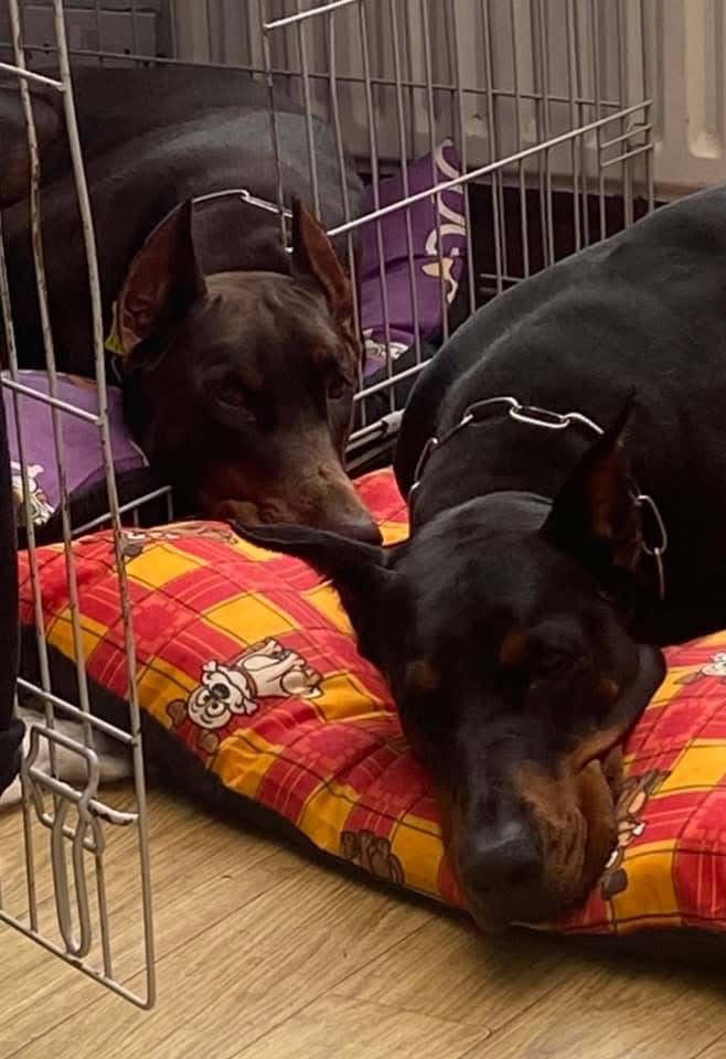 Doberman photo 12