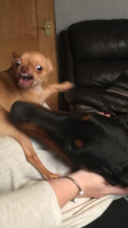 Doberman photo 13