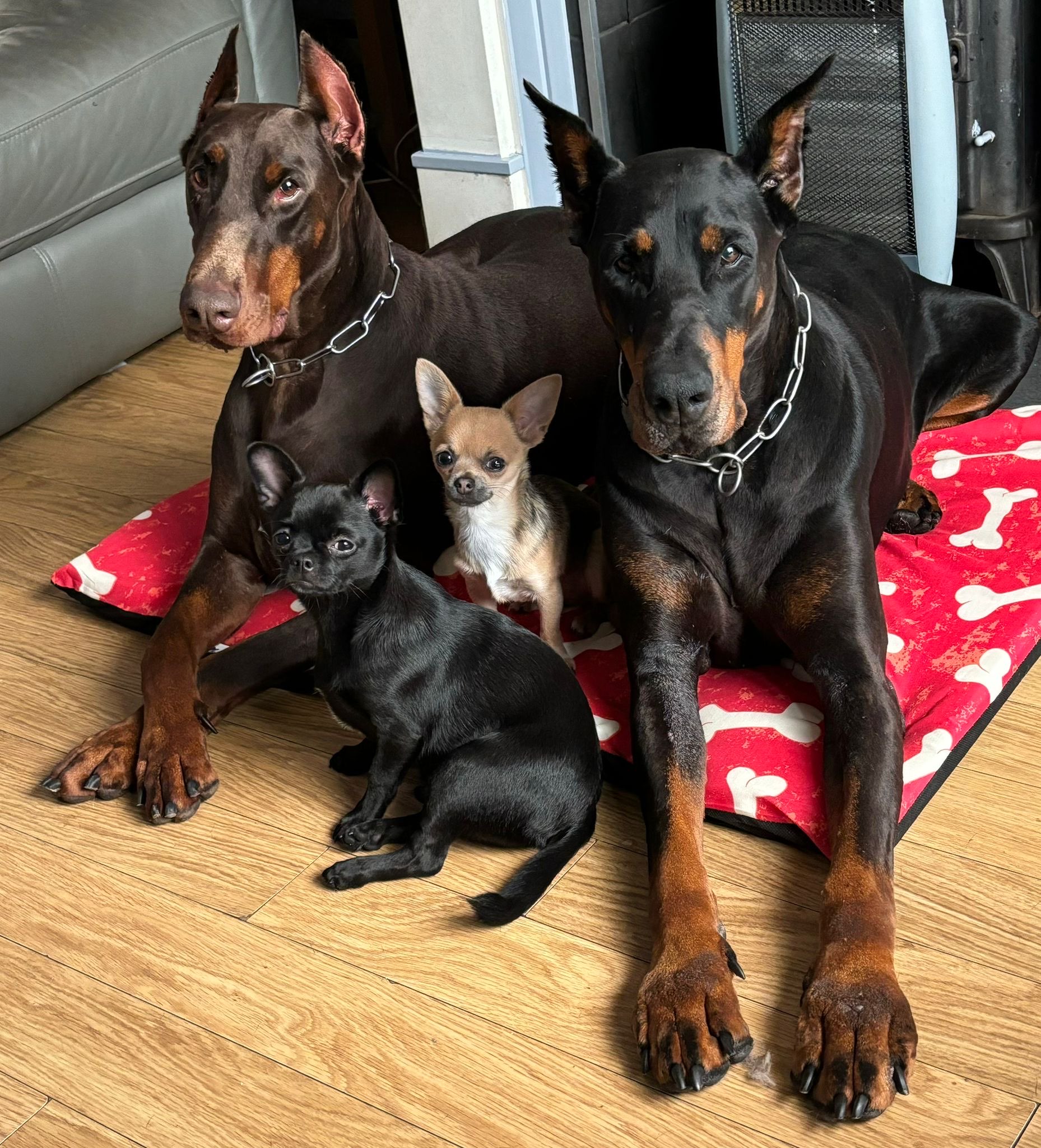 Doberman photo 14
