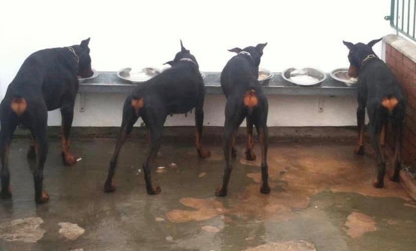 Doberman photo 17