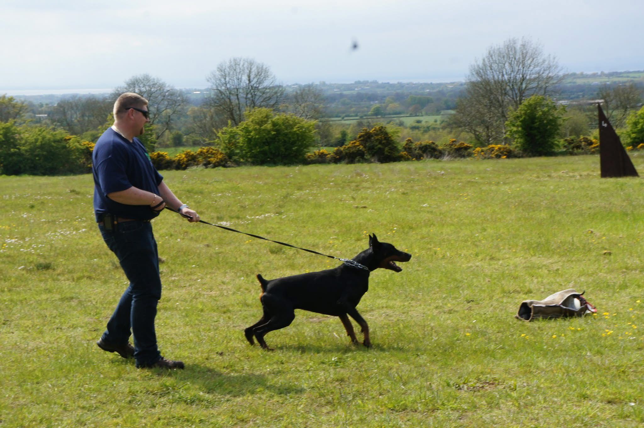 Doberman photo 19