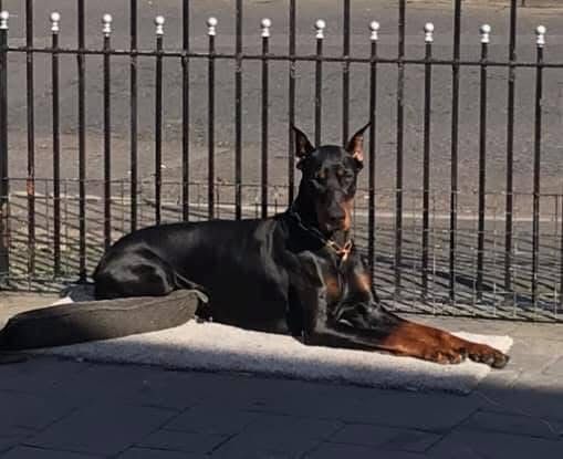 Doberman photo 26