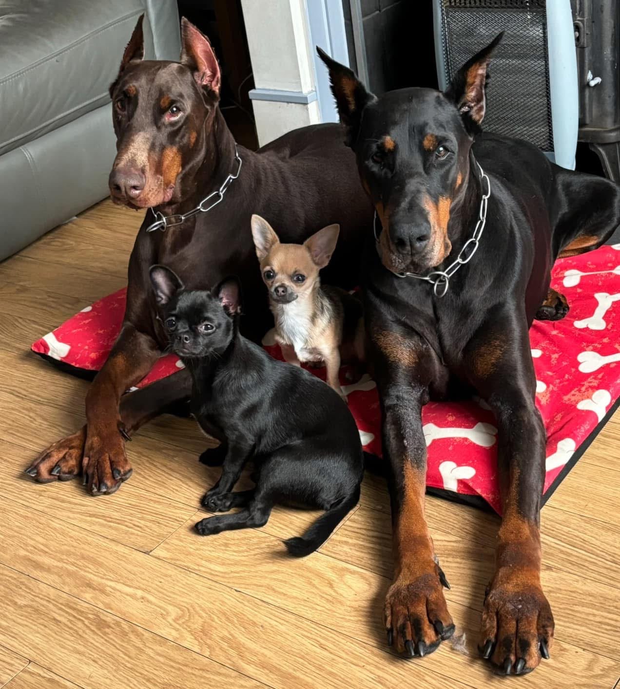 Doberman at rest